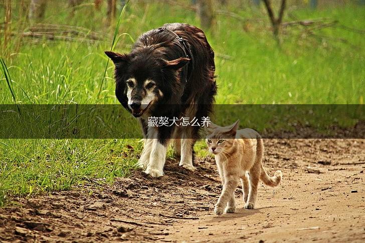藏獒犬怎么养,第1张