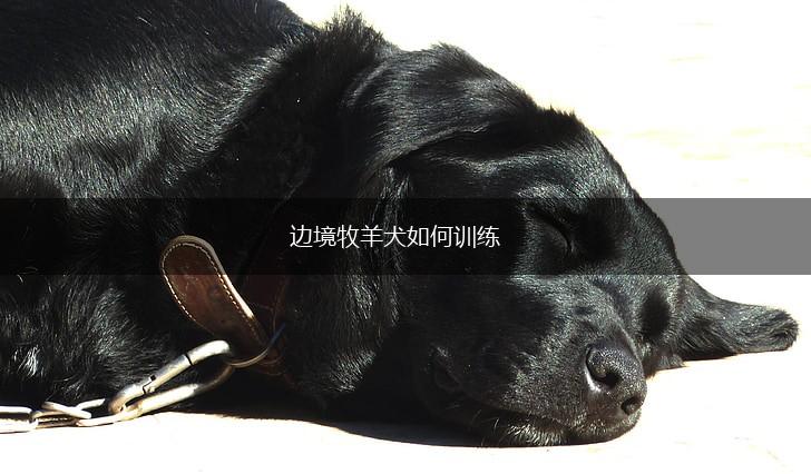 边境牧羊犬如何训练,第1张