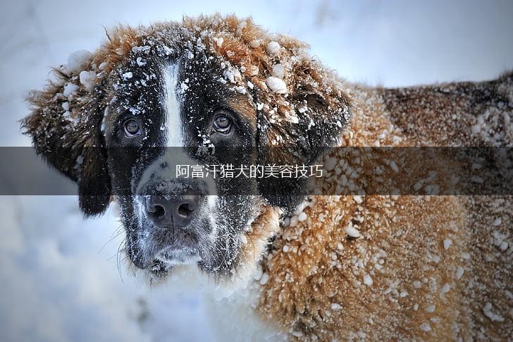 阿富汗猎犬的美容技巧,第1张
