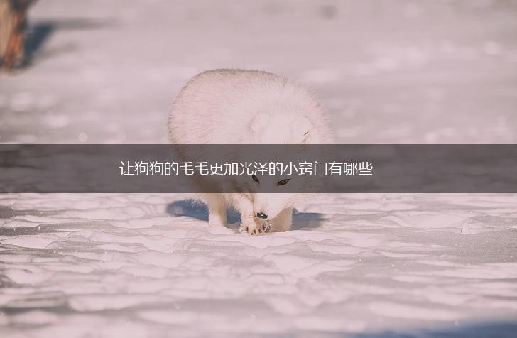 让狗狗的毛毛更加光泽的小窍门有哪些,第1张