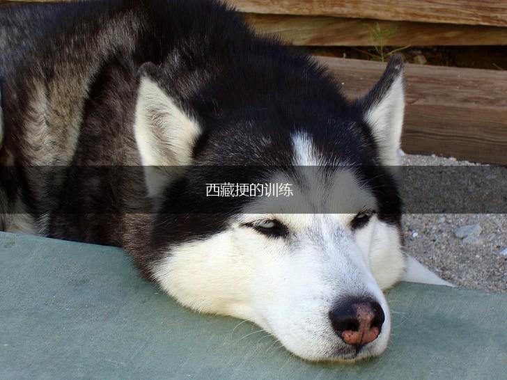 西藏挭的训练,第1张
