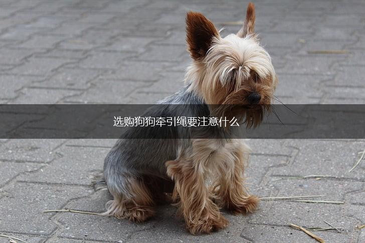 选购狗狗牵引绳要注意什么,第1张