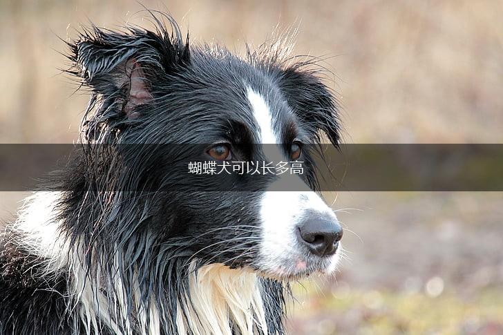 蝴蝶犬可以长多高,第1张