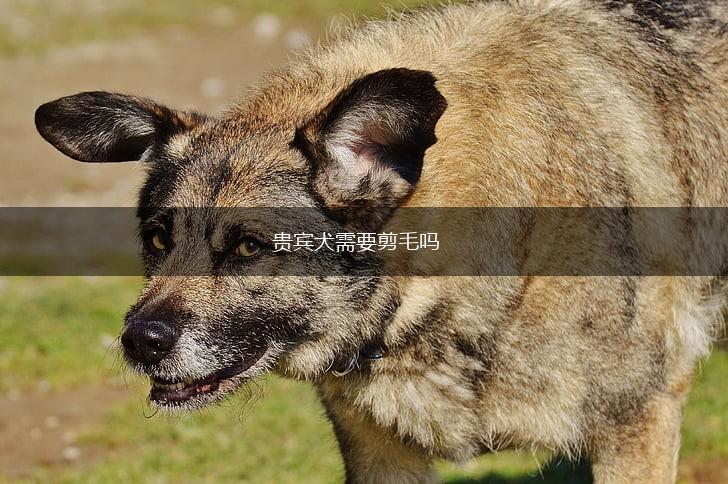 贵宾犬需要剪毛吗,第1张