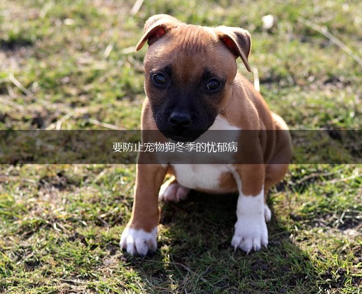 要防止宠物狗冬季的忧郁病,第1张