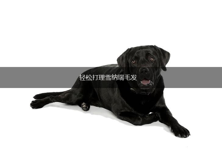 轻松打理雪纳瑞毛发,第1张