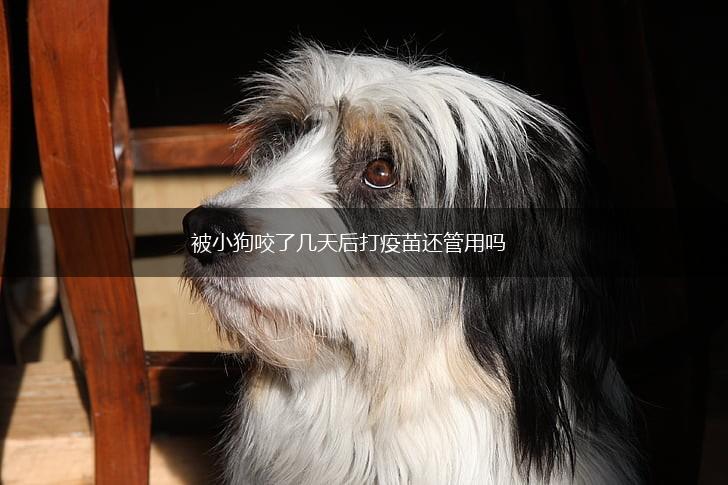 被小狗咬了几天后打疫苗还管用吗,第1张