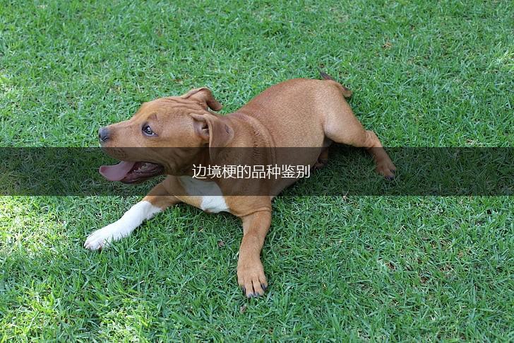边境梗的品种鉴别,第1张