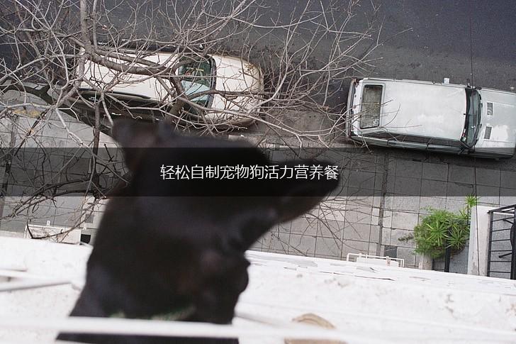 轻松自制宠物狗活力营养餐,第1张