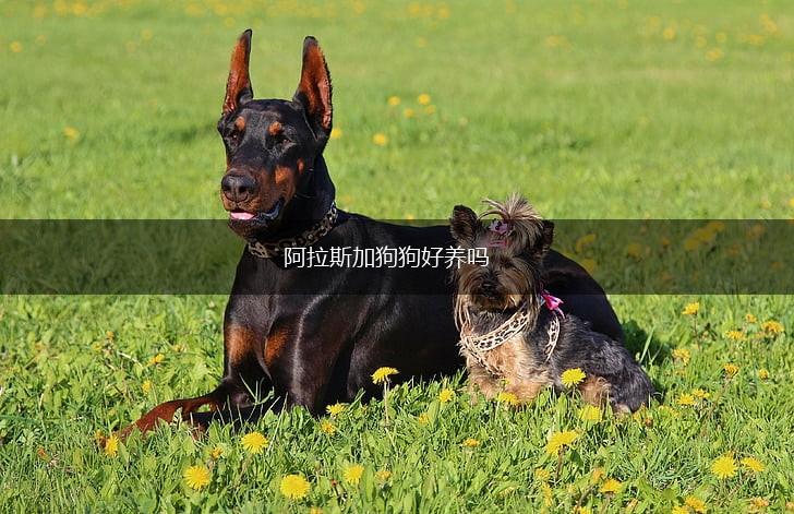 阿拉斯加狗狗好养吗,第1张