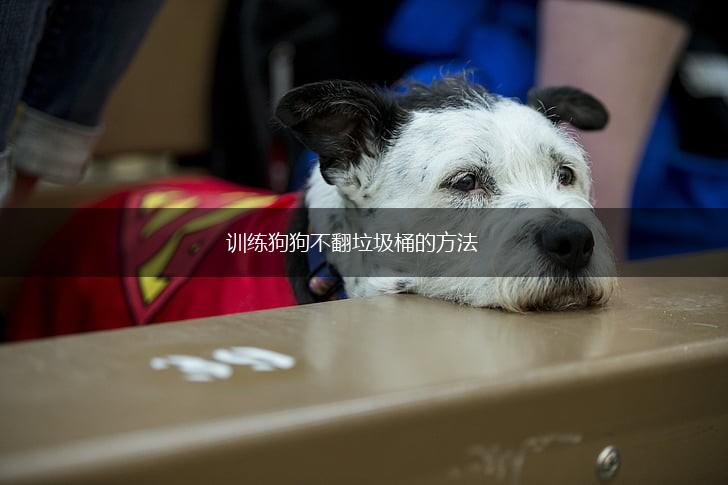 训练狗狗不翻垃圾桶的方法,第1张