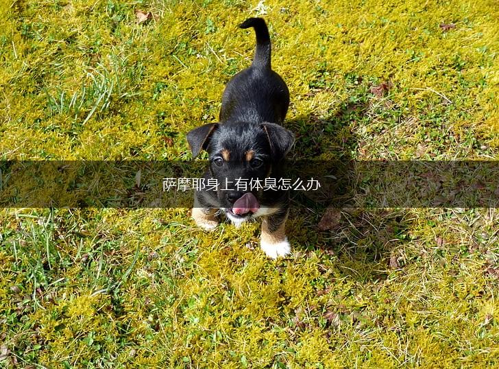 萨摩耶身上有体臭怎么办,第1张