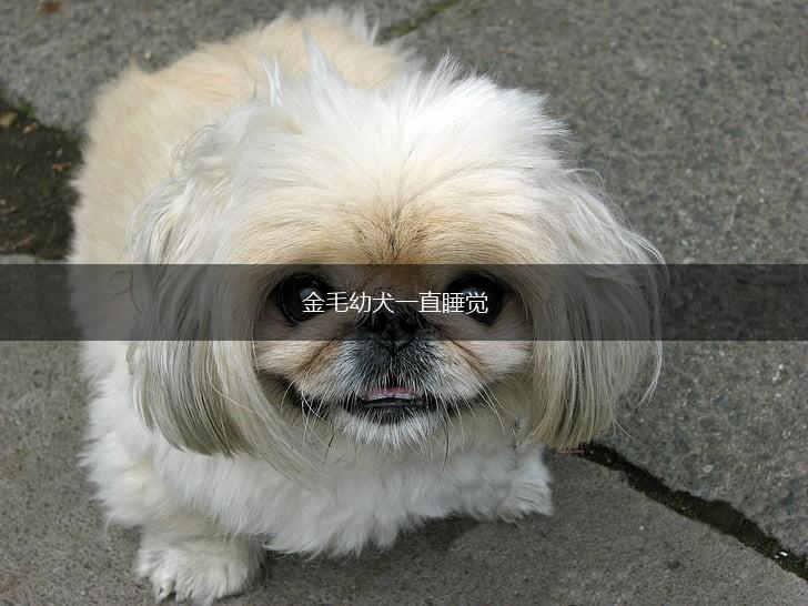 金毛幼犬一直睡觉,第1张