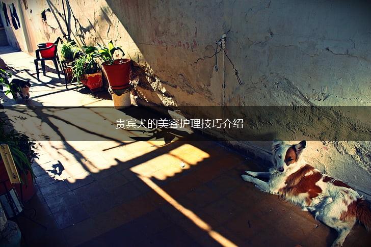 贵宾犬的美容护理技巧介绍,第1张