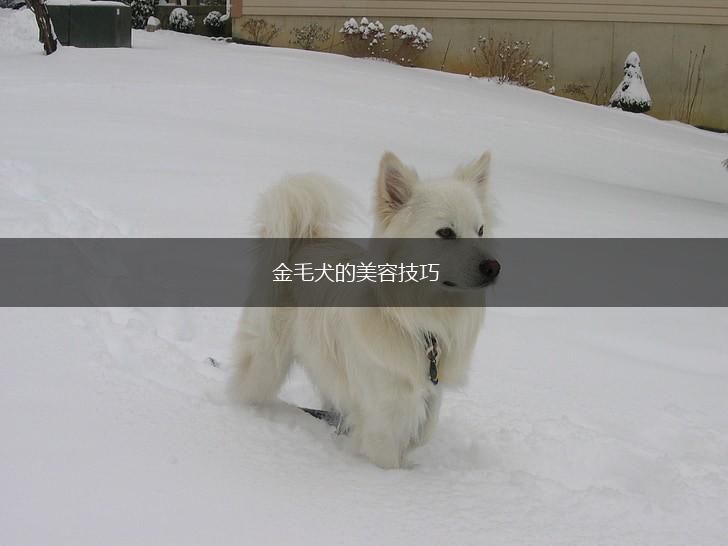 金毛犬的美容技巧,第1张