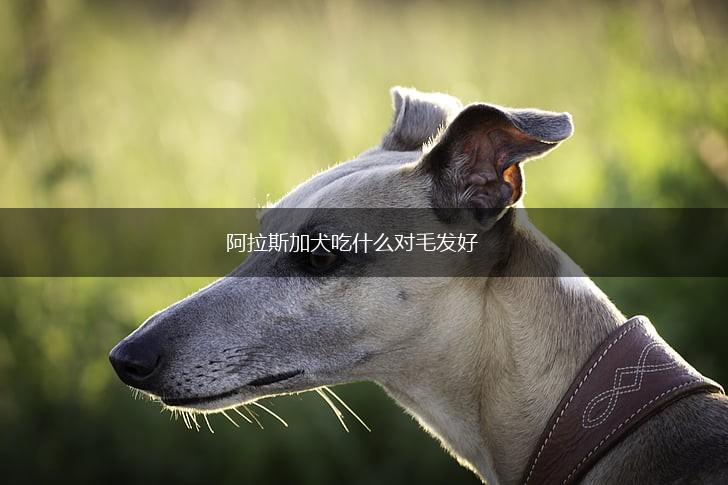 阿拉斯加犬吃什么对毛发好,第1张 阿拉斯加犬吃什么对毛发好,第1张