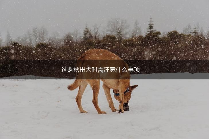 选购秋田犬时需注意什么事项,第1张