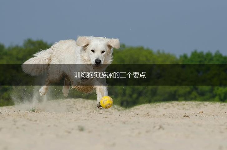 训练狗狗游泳的三个要点,第1张