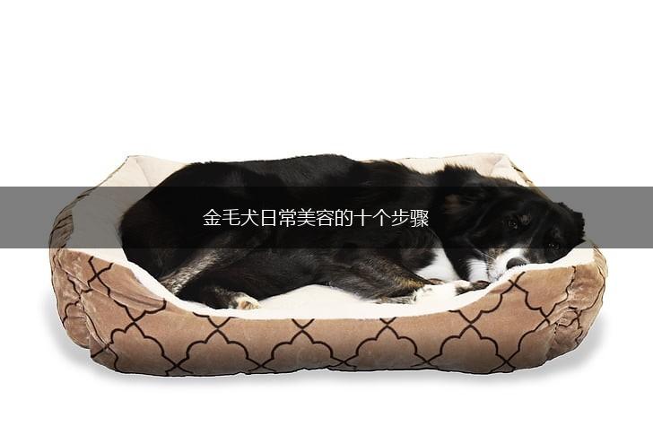 金毛犬日常美容的十个步骤,第1张