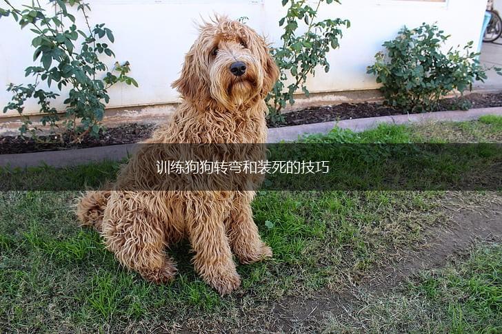 训练狗狗转弯和装死的技巧,第1张