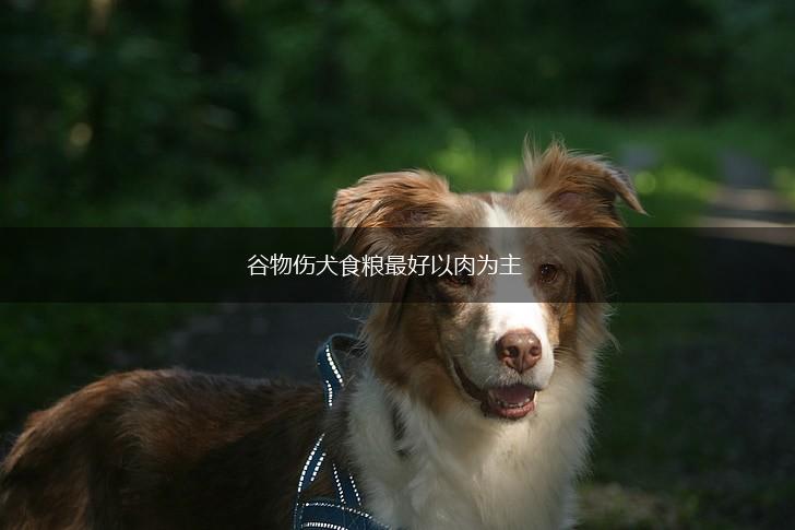 谷物伤犬食粮最好以肉为主,第1张