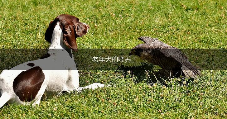 老年犬的喂养,第1张