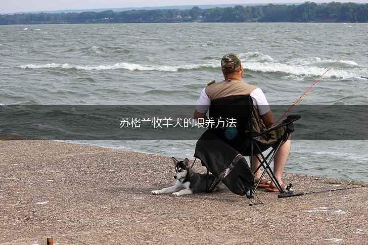 苏格兰牧羊犬的喂养方法,第1张