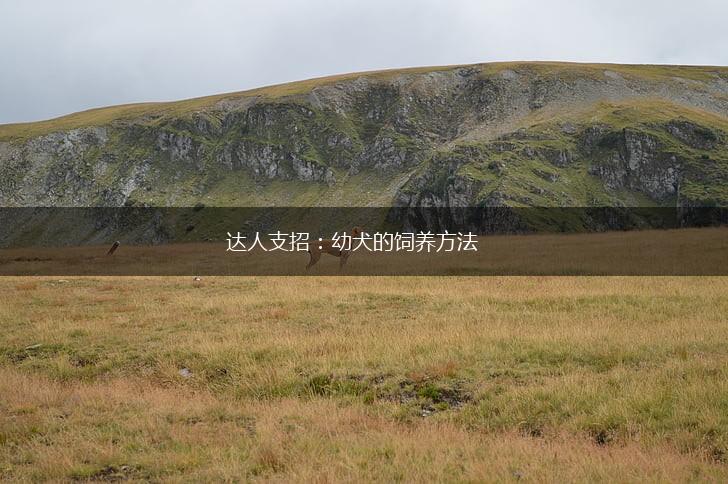 达人支招：幼犬的饲养方法,第1张
