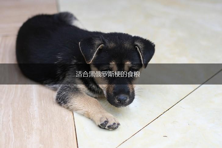 适合黑俄罗斯梗的食粮,第1张