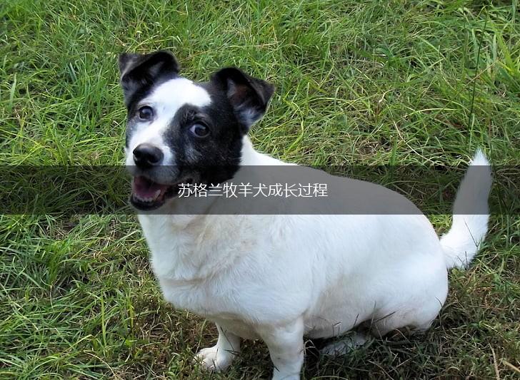 苏格兰牧羊犬成长过程,第1张
