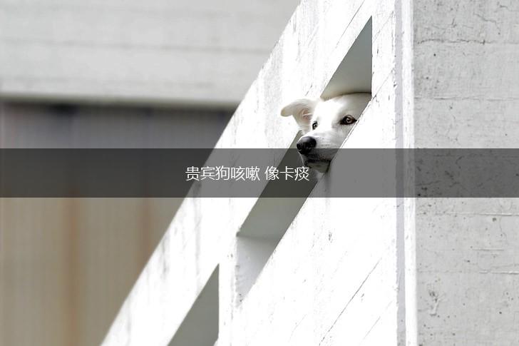 贵宾狗咳嗽 像卡痰,第1张 贵宾狗咳嗽 像卡痰,第1张