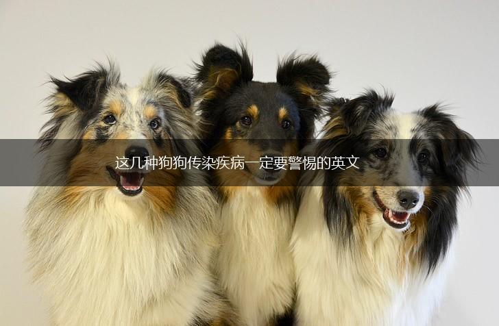 这几种狗狗传染疾病一定要警惕的英文,第1张