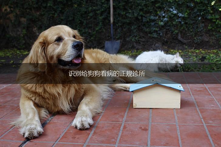 识别给狗狗看病的正规诊所,第1张