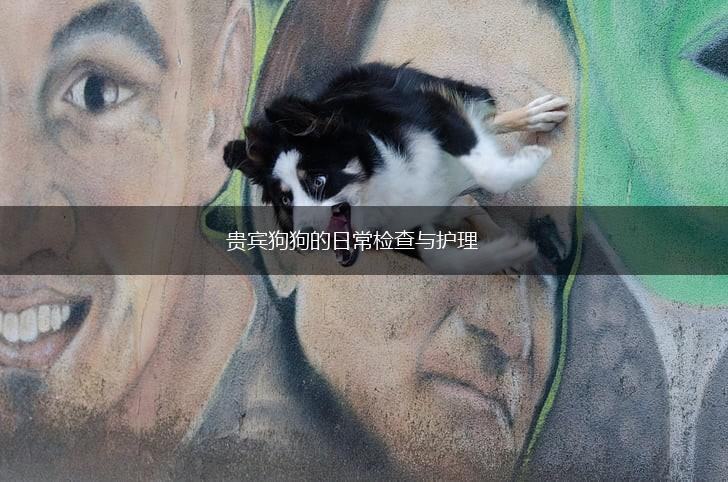 贵宾狗狗的日常检查与护理,第1张