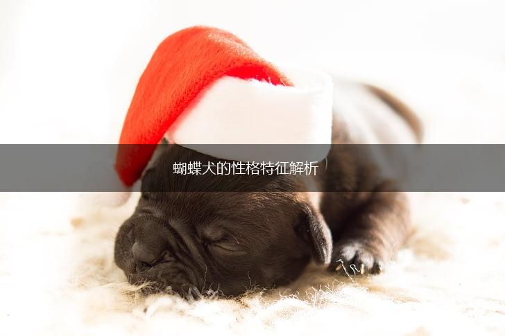 蝴蝶犬的性格特征解析,第1张