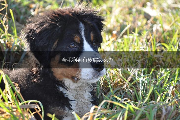金毛狗狗有皮屑怎么办,第1张