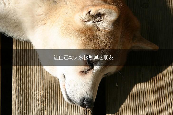 让自己幼犬多接触其它朋友,第1张