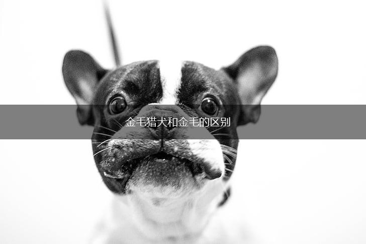 金毛猎犬和金毛的区别,第1张