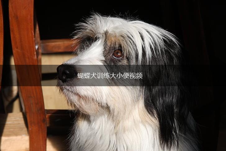 蝴蝶犬训练大小便视频,第1张
