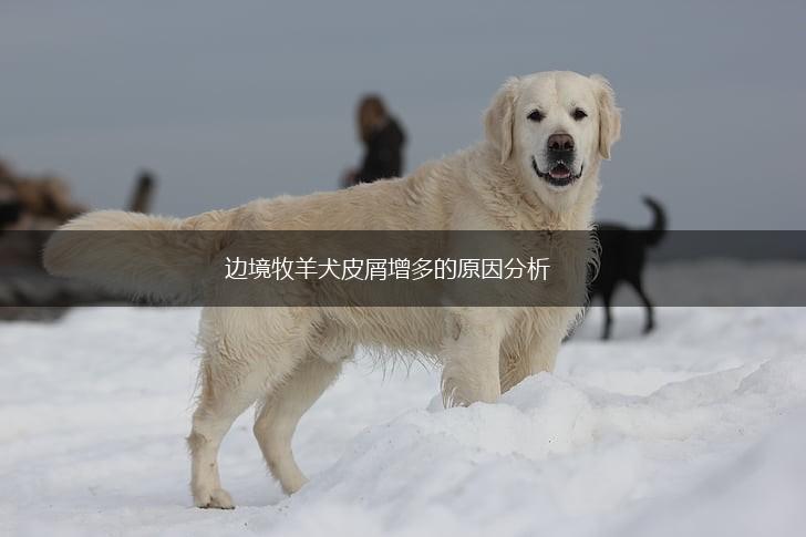 边境牧羊犬皮屑增多的原因分析,第1张