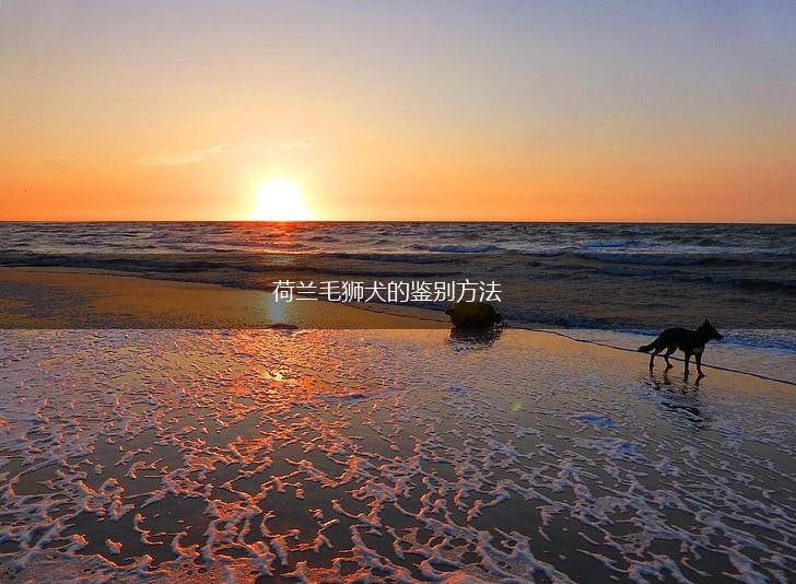 荷兰毛狮犬的鉴别方法,第1张