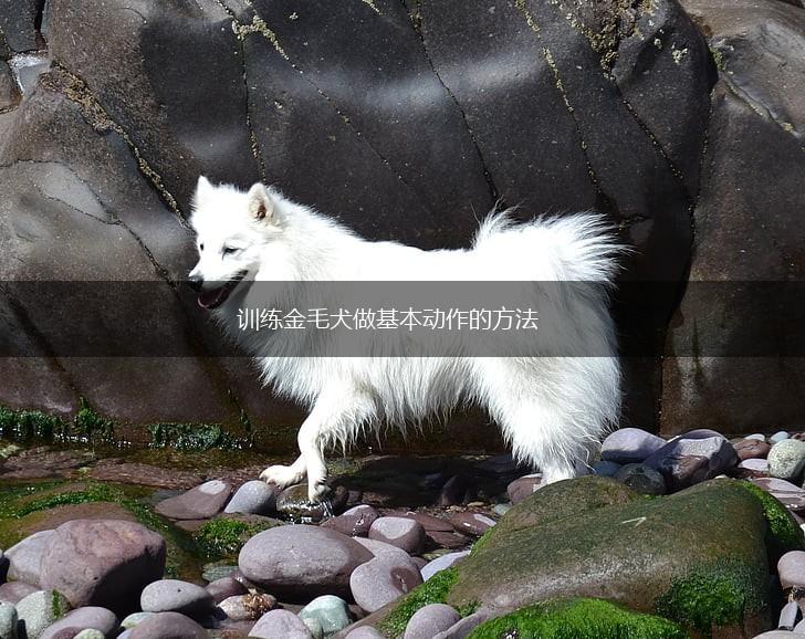 训练金毛犬做基本动作的方法,第1张