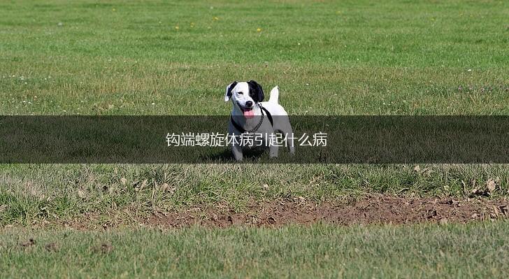 钩端螺旋体病引起什么病,第1张