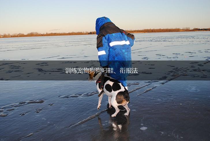 训练宠物狗狗叼鞋、衔报法,第1张