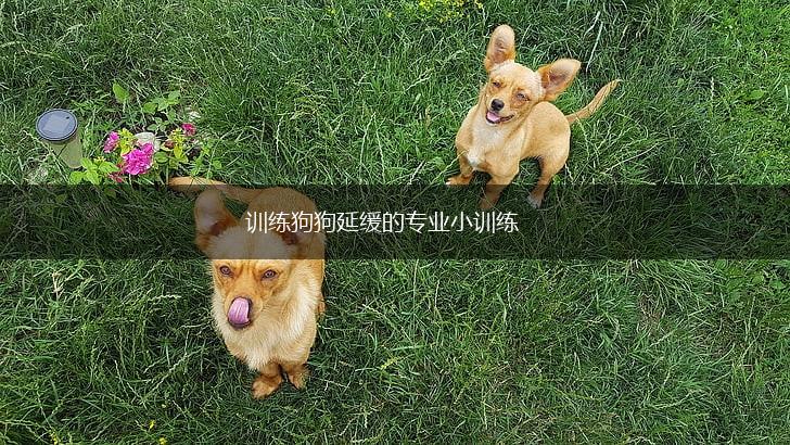 训练狗狗延缓的专业小训练,第1张 训练狗狗延缓的专业小训练,第1张