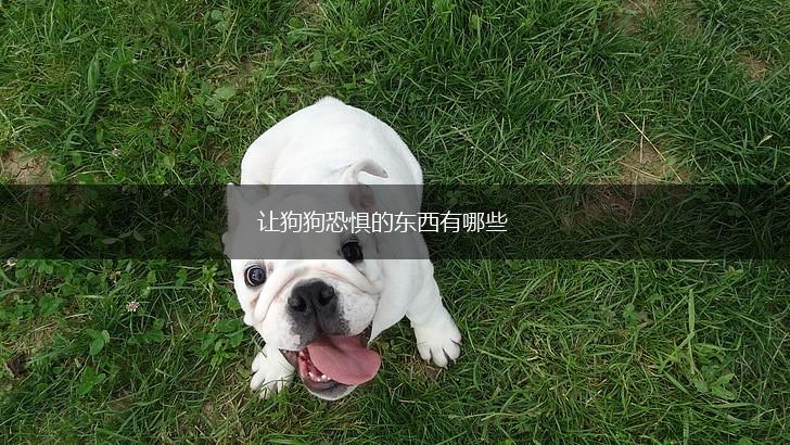 让狗狗恐惧的东西有哪些,第1张