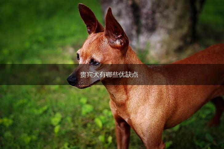 贵宾犬有哪些优缺点,第1张