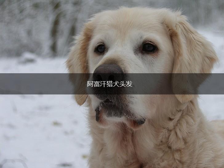 阿富汗猎犬头发,第1张