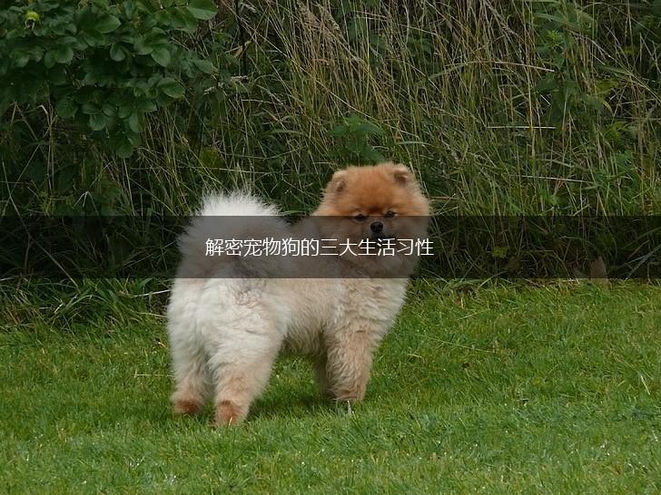 解密宠物狗的三大生活习性,第1张