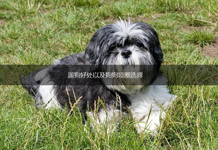 遛狗好处以及狗狗项圈选择,第1张